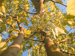 Platanus orientalis. Autumn landscape young tree, view from below in the center of the tree