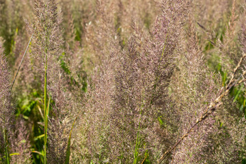 Brown twigs with seeds. Steppe grasses.