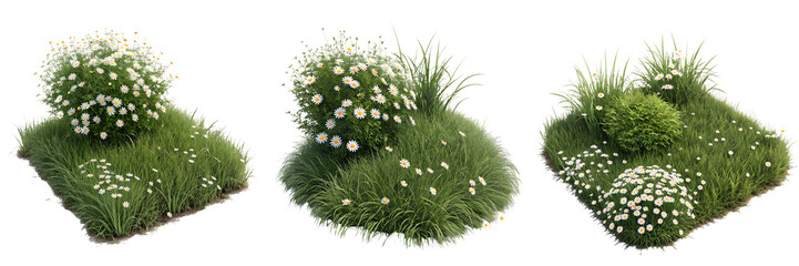 Set of lush green grass bush dotted with small white daisies isolated on a transparent background