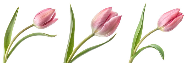 Set of A single unfurling tulip bud symbolizing spring and new beginnings isolated on a transparent background