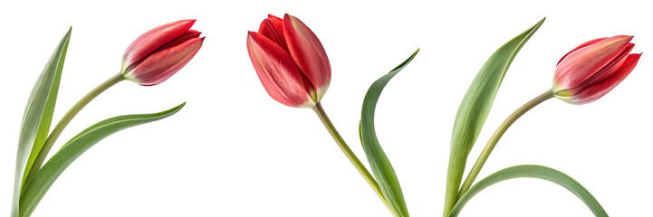 Set of A single unfurling red tulip bud symbolizing spring and new beginnings isolated on a transparent background
