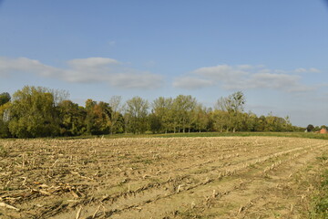 Vaste champ de racines de graminée longeant un bois à Écaussinnes d'Enghien (Soignies)