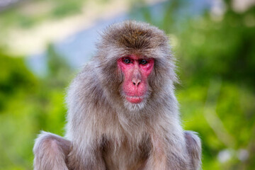 Macaque resting in Japan	