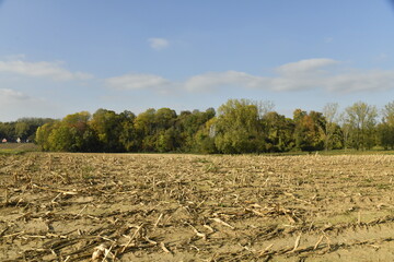 Vaste champ de racines de graminée longeant un bois à Écaussinnes d'Enghien (Soignies)