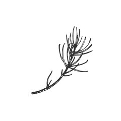 A fir tree branch. Hand-drawn ink vector illustration. Graphic element for New Year's and Christmas design.
