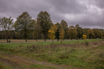 Obraz premium Golden Autumn Trees in Evening Sunlight. Warm golden-hour light illuminates a row of autumn trees, highlighting rich orange and gold tones. The horizontal framing and soft shadows add depth 