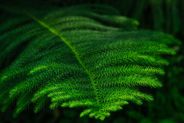 Greenhouse or botanical garden filled with diverse vegetation © SGr