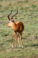 impala antelope in masai mara in kenya, africa