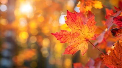Fototapeta premium Close up of vibrant autumn maple leaves with blurred background in warm sunlight setting the scene