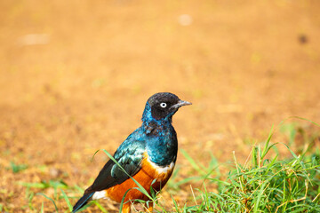 Superb starling on the ground in the savannah	