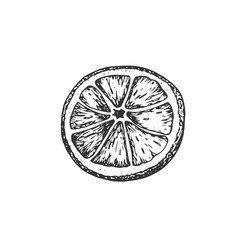 Dried orange slice graphic sketch. Hand-drawn vector illustration with ink
