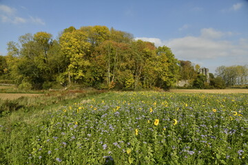 Couleurs d'automnes des feuillage des arbres longeant un champ de tournesols à Écaussinnes d'Enghien (Soignies)