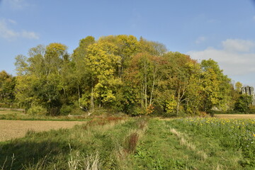 Couleurs d'automne des feuillages des arbres d'une forêt longeant les champs à Écaussinnes d'Enghien (Soignies)
