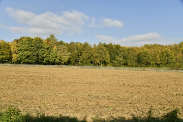 Vaste champ de racines de graminée longeant un bois à Écaussinnes d'Enghien (Soignies)