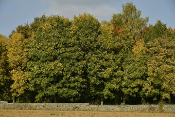 Début des couleurs d'automne des arbres le long d'un mur en pierres à Écaussinnes d'Enghien 