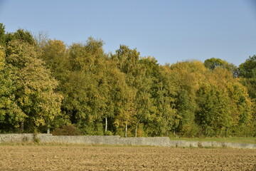 Début des couleurs d'automne des arbres le long d'un mur en pierres à Écaussinnes d'Enghien 