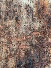 Abstract background of pine tree bark