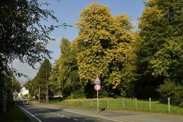 Le feuillage jaune dorée des arbres le long d'une route à Écaussinnes d'Enghien (Soignies)
