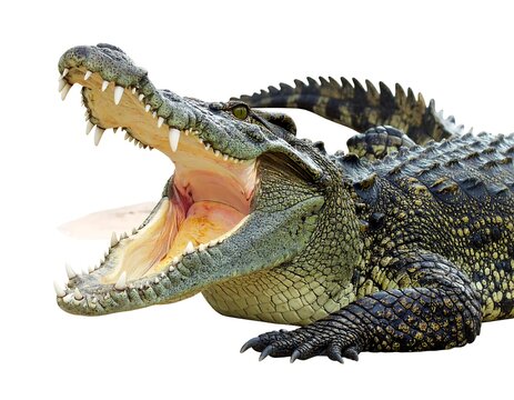 A close-up shot of a large crocodile with its jaws wide open, showcasing its sharp teeth