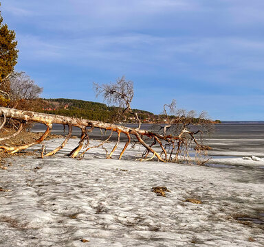 Fallen dead tree over frozen Storsjon lake, Bynaset Ostersund Sweden