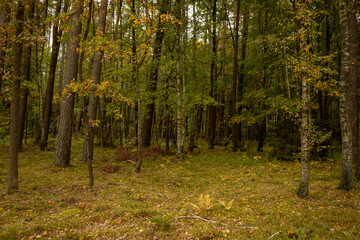 Obraz premium Young leafy forest in vibrant yellow and green fall foliage. A lush young deciduous forest filled with tightly spaced trees covered in bright yellow and green autumn foliage. Rich seasonal tones 