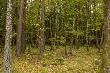 Obraz premium Dense young deciduous forest in soft yellow-green autumn tones. A thickly planted young deciduous forest showcasing early autumn colors, with leaves turning gentle shades of yellow and green. 