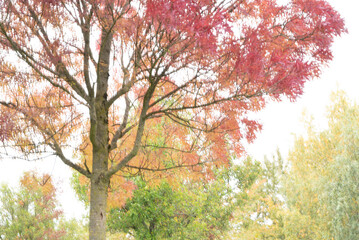 Fototapeta premium autumn germany