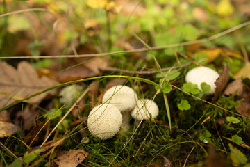 Mushroom Cluster Close-Up. A close-up view of several pale mushrooms growing close to each other among grass and moss.
