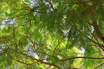 Royal Poinciana Tree