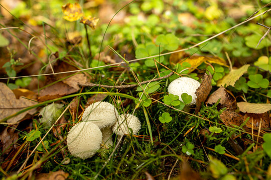 White Mushrooms Among Moss. A group of small white mushrooms growing together on a mossy forest floor. - Powered by Adobe