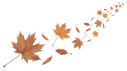 Fototapeta premium Autumn maple leaves blowing in the wind isolated on white background