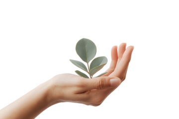 A hand holds a small leafy sprout, symbolizing growth, nature's care, and delicate new beginnings.