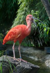 scarlet ibis bird