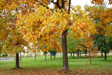 Automn Fall in germany