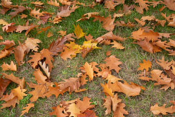 Automn Fall in germany