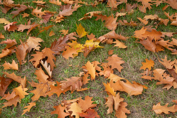 Automn Fall in germany