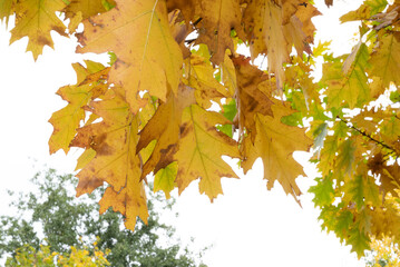 Automn Fall in germany