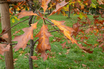 Automn Fall in germany