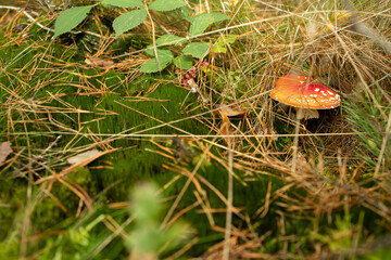Fly Agaric With Moss and Soft Background Blur