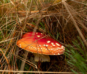 Fly Agaric in Dense Forest Grass
