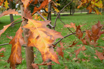 Automn Fall in germany