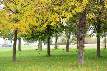 Automn Fall in germany