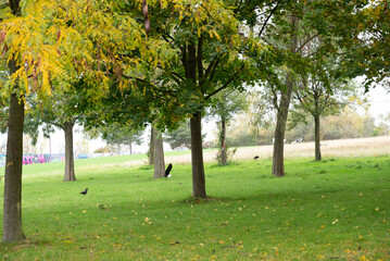 Automn Fall in germany