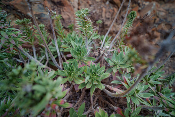 Resilient plant growing on rocky and arid terrain