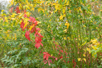 Automn Fall in germany