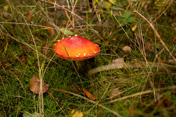 Small Fly Agarics in Green Moss