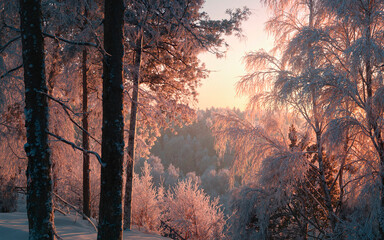 Naklejka premium Winter forest landscape with frost-covered trees at sunrise 