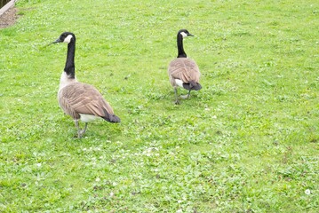 Automn Fall in germany