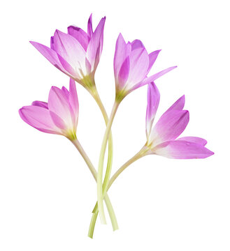 close up of lilac colchicum flowers isolated on transparent background