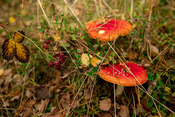 Two large red amanita mushrooms grow beside a bush of wild forest blackberries, their bright caps contrasting beautifully with the still-red, unripe berries. 